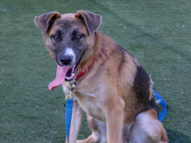 adoptable Dog in Martinez, CA named OSI