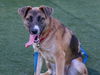 adoptable Dog in martinez, CA named OSI