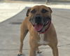 adoptable Dog in martinez, CA named GIGI