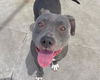 adoptable Dog in martinez, CA named GEM