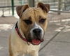 adoptable Dog in Martinez, CA named TANNER