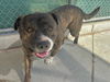 adoptable Dog in martinez, CA named YAM YAM