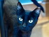 adoptable Cat in martinez, CA named MEARA