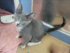 adoptable Cat in martinez, CA named CARLEY