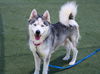 adoptable Dog in martinez, CA named GREG