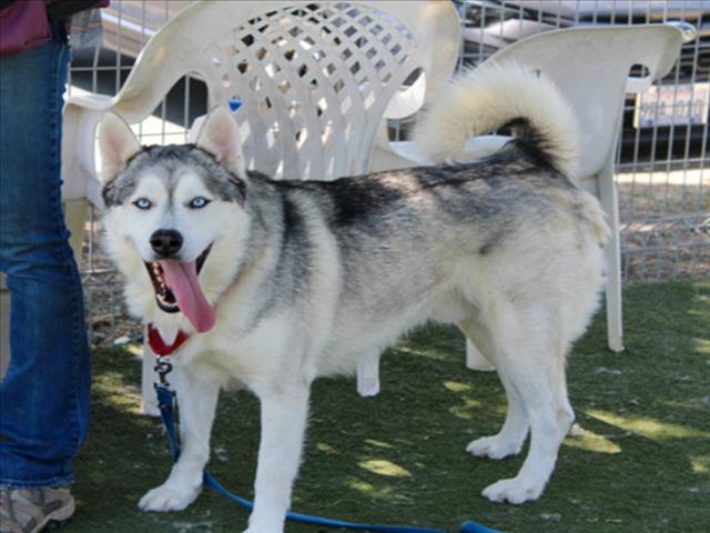 adoptable Dog in Martinez, CA named JAMES