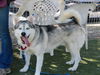 adoptable Dog in martinez, CA named JAMES