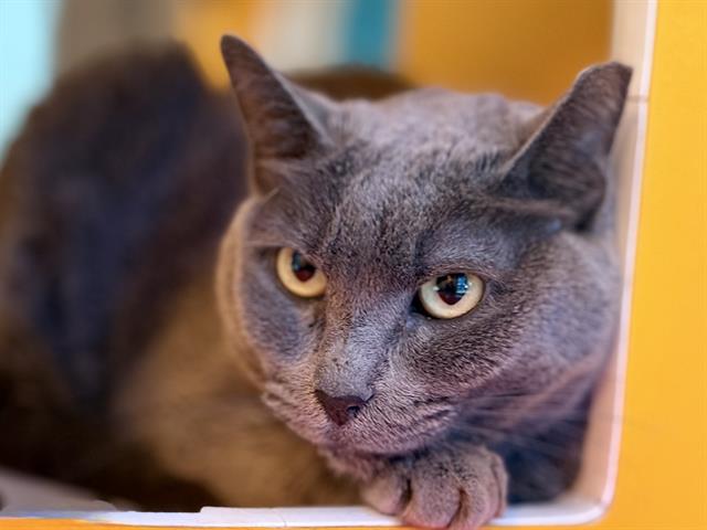 adoptable Cat in Martinez, CA named SMOKEY