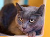 adoptable Cat in martinez, CA named SMOKEY