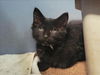 adoptable Cat in martinez, CA named ALAN