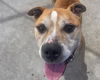 adoptable Dog in  named CHANCE