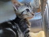 adoptable Cat in Martinez, CA named A1034780