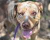 adoptable Dog in martinez, CA named TOFFEE