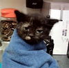 adoptable Cat in martinez, CA named JOSIE