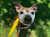 adoptable Dog in martinez, CA named LULU