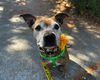 adoptable Dog in  named LULU