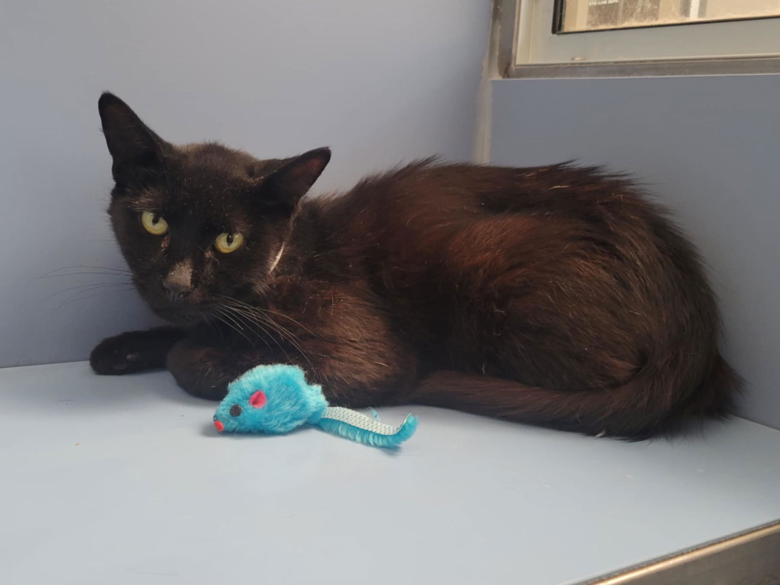 adoptable Cat in Martinez, CA named RAISIN