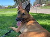 adoptable Dog in martinez, CA named DOLA