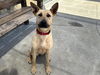 adoptable Dog in martinez, CA named PUA