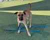 adoptable Dog in martinez, CA named NALA