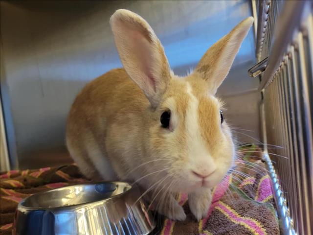 adoptable Rabbit in Martinez, CA named MILEY
