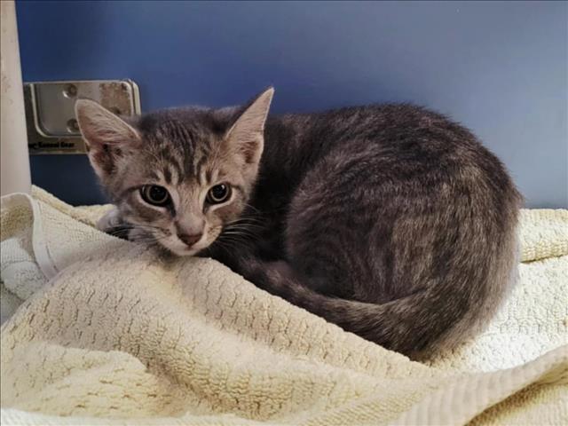 adoptable Cat in Martinez, CA named GRASSHOPPER