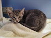 adoptable Cat in martinez, CA named GRASSHOPPER