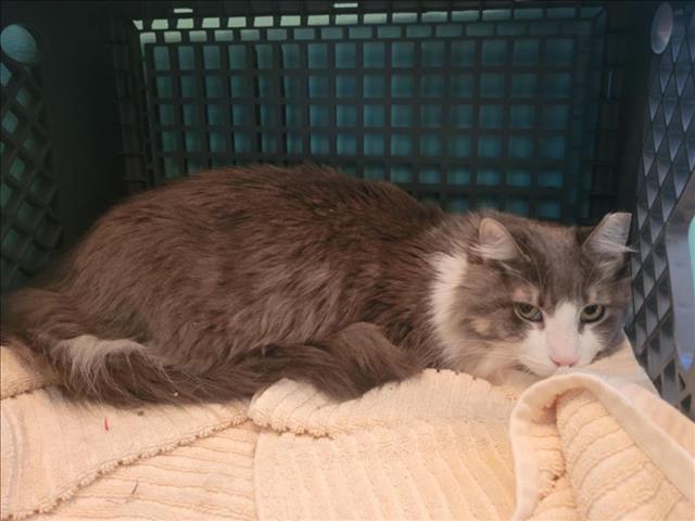 adoptable Cat in Martinez, CA named MAX