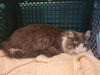 adoptable Cat in martinez, CA named MAX