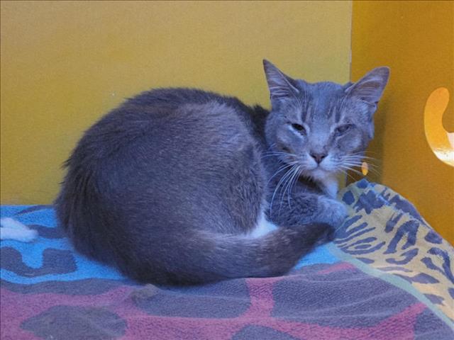 adoptable Cat in Martinez, CA named IVIE