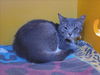 adoptable Cat in martinez, CA named IVIE