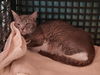 adoptable Cat in Martinez, CA named IVIE