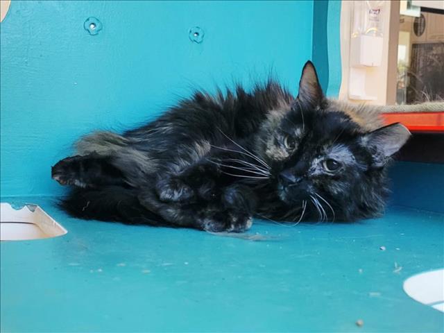 adoptable Cat in Martinez, CA named BEAN