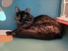 adoptable Cat in Martinez, CA named BEAN