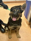 adoptable Dog in martinez, CA named SHASTA