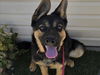 adoptable Dog in Martinez, CA named SHASTA