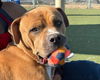 adoptable Dog in martinez, CA named MARBLES