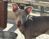 adoptable Dog in martinez, CA named BLUE BABY