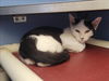 adoptable Cat in martinez, CA named NOODLE
