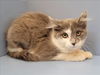 adoptable Cat in martinez, CA named MOONIE