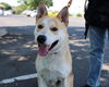 adoptable Dog in martinez, CA named PERRY