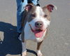 adoptable Dog in martinez, CA named MAYBELLE