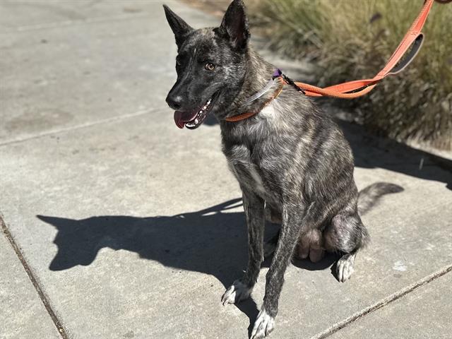 adoptable Dog in Martinez, CA named CELINE