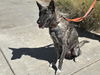 adoptable Dog in  named CELINE