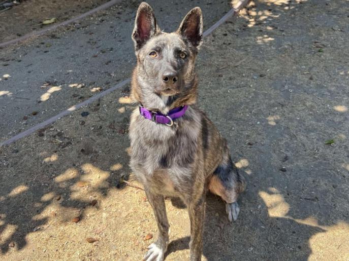adoptable Dog in Martinez, CA named CELINE