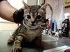 adoptable Cat in martinez, CA named CHARLOTTE