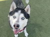 adoptable Dog in martinez, CA named NANOOK