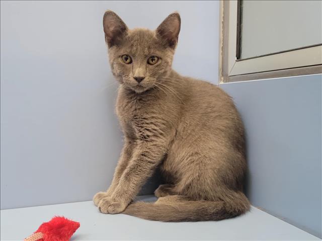 adoptable Cat in Martinez, CA named CHRIS