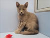 adoptable Cat in martinez, CA named CHRIS