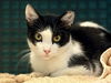 adoptable Cat in martinez, CA named HARLEY